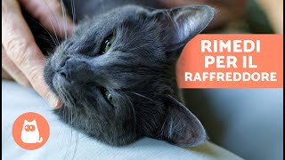 5 RIMEDI CASALINGHI contro il RAFFREDDORE nei GATTI 🐱✅ Cosa posso DARGLI [upl. by Navak782]