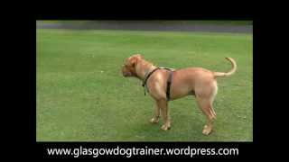 Serge Dogue de Bordeaux 7 months [upl. by Cassi]