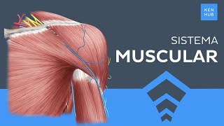 Sistema muscular Tipos Clasificación Músculos principales  Anatomía Humana  Kenhub [upl. by Fiedling966]