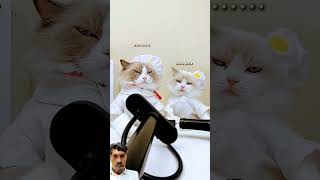 Push up Puff puffs tricks 😲 cat funny funny puffiness pets chickpet petme petline [upl. by Buller]