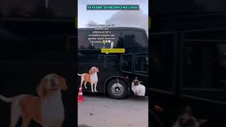 ONIBUS COM CACHORROS PARA DOAÇÃO VAI PARA SÃO PAULO cachorro adotenaocompredog adote doglover [upl. by Ennaeel459]