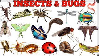 Insects amp Bugs name in Hindi and English  कीड़े मकोड़े के नाम insects kids insectsvocabulary​ [upl. by Odlaumor]