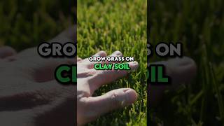 Unlock the Secrets to Thriving Lawns on Challenging Clay Soil foryou lawncare shorts [upl. by Mallorie]