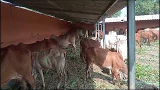 jay kastbhajan gau seva dhun madal [upl. by Ahsertal589]