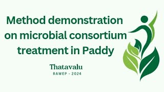 Microbial consortium treatment in Paddy uasb gkvk rawe paddy [upl. by Adnor244]