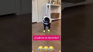 🐶🙈🤣¿CUÁL ES TU FAVORITO [upl. by Ahcila]