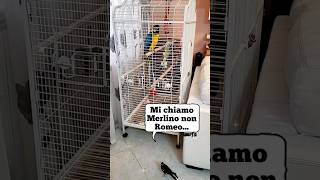 Parodia Romeo e Giulietta 😅 shorts parodia romeoegiulietta parrot [upl. by Hodgkinson]