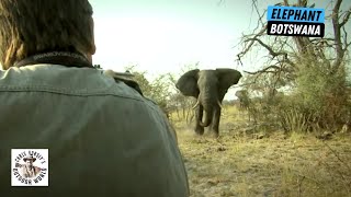 Best of Botswana Elephant Hunts [upl. by Attenaej236]