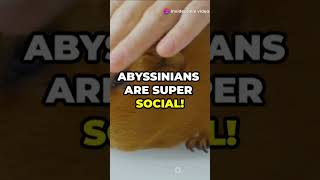 Abyssinian Guinea Pig animal quality 5 amazing facts Please Subscribe now 👈 [upl. by Bakemeier]