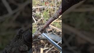 Pruning and shaping a columnar apple tree appletree pruning shaping [upl. by Bishop]