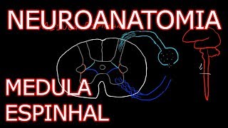 Aula Neuroanatomia  Medula Espinhal  Neuroanatomia Humana 3 [upl. by Daniell939]