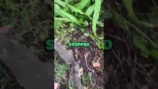 Squirrel Stops Woman From Destroying Her Home [upl. by Noned]