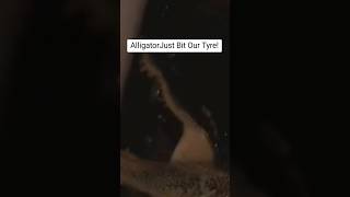 A Alligator Just Bit Our Tyre funnyreel shorts [upl. by Beaner]