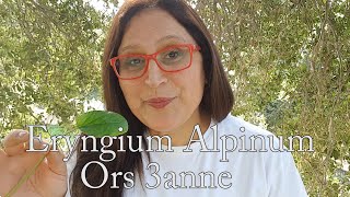 Eryngium Alpinum benefits ما هي فوائد القرص عنّة [upl. by Novaj650]