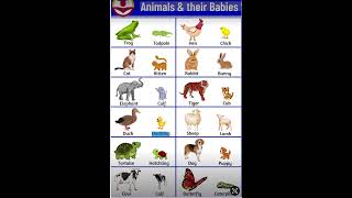 Animals and Their Babies Names With Pictures  English Vocabulary StartFromScratch [upl. by Sitruc]