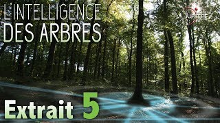 LIntelligence des Arbres  Extrait 05  VF [upl. by Damalas598]