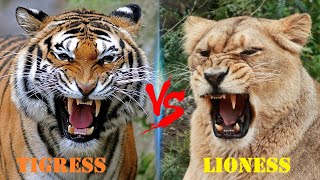 Tigress VS Lioness  Tigress VS Lioness Who is The Real Queen Of The Jungle [upl. by Idham777]