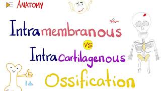 Intramembranous vs Intracartilagenous Ossification 🦴  Anatomy Series [upl. by Franck]