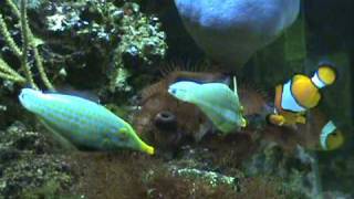 Harlequin Filefish Spawning [upl. by Idet609]