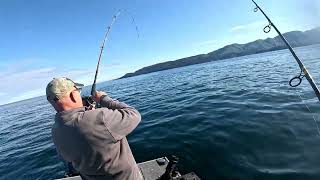 Homer Alaska Fishing 9 1 2024 RockfishGreenlingNew boat record Halibut [upl. by Eimile]