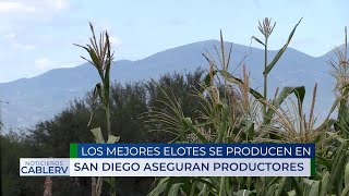 Rioverde refrenda su título del productor de los elotes más ricos de toda la región [upl. by Tehc]