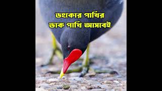 ডুংকোর পাখির সেরা ডাক  ডুংকোর পাখির ডাক  Common Moorhen Bird call Mp3 sound bast quality [upl. by Alicirp444]