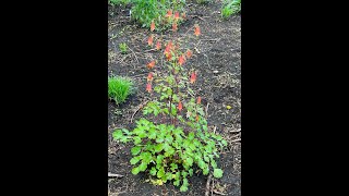 Minnesota Native Plants  Canada Columbine Aquilegia Canadensis [upl. by Aleet]