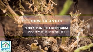 How to Avoid Botrytis in the Greenhouse [upl. by Blinny]