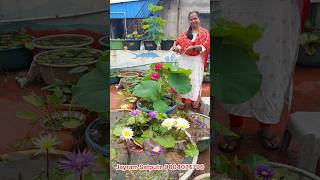 Nymphaea and Nelumbo from our home lotus garden gardening lotus How to grow at home  waterlily [upl. by Nigrom]