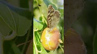 Farfalla maculata mangia giuggiola  Spotted butterfly eats jujube butterfly jujube insects [upl. by Lavud]