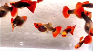 exotic guppy breeding at home guppy [upl. by Nnylacissej637]