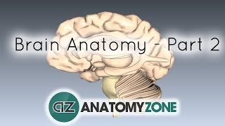 Basic Parts of the Brain  Part 2  3D Anatomy Tutorial [upl. by Aserahs]