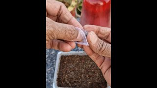 Verbena Seed Germination How To Grow Verbena From Seedviralvideo [upl. by Birdie]