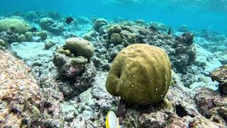 Furaveri reef  Maldives [upl. by Azyl]