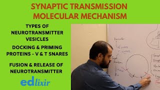 SYNAPTIC TRANSMISSION MOLECULAR MECHANISM  NEUROSCIENCE [upl. by Airotkiv732]