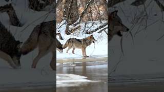 Los lobos viven en familias llamadas Manadas lobos lobo sabiasque curiosidades datoscuriosos [upl. by Prowel]