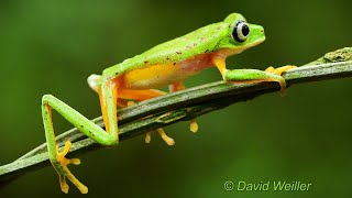 How Many Lemur Leaf Frogs Can Walk Along [upl. by Jillene650]