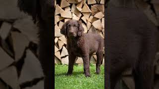 Flatcoated Retriever [upl. by Lebama]