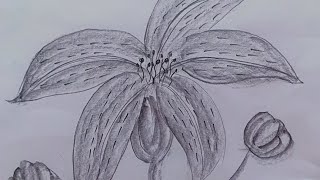 very easy pencil drawing flowers🌸🌺🌻pencil art Monjusrisart123 [upl. by Yht]