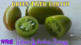 ⟹ Green Tiger Tomato  Solanum lycopersicum  Tomato Review 2018 [upl. by Nalak373]