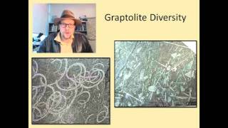 What are Fossil Graptolites and why are they useful in geology [upl. by Ellerihs875]