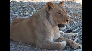 Lioness Lays Beneath Hide To Escape Heat [upl. by Photina]