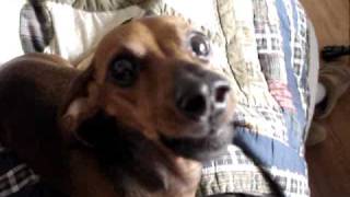 REAL talking dog dachshund speaks [upl. by Yousuf]