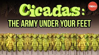 Cicadas The dormant army beneath your feet  Rose Eveleth [upl. by Eimmelc236]