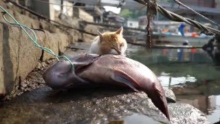 青島【猫の楽園】 Aoshima Island【Cat Paradise】 釣りキャンプ【Fishing camp】 [upl. by Sayres]