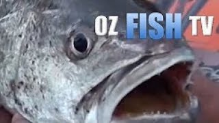 Oz Fish TV  Landbased Mulloway in Melbourne [upl. by Weight]