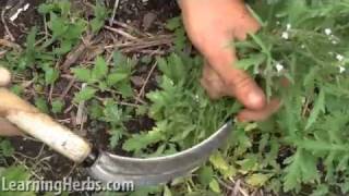 Vervain herb Verbena officinalis How to Harvest [upl. by Savvas]