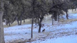 Coyote vs Bobcat [upl. by Eteragram]