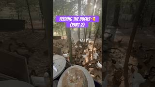 How To Feed 200 Quacking Ducks shorts [upl. by Mairim666]