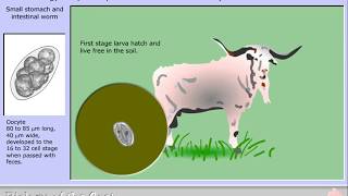 Life cycle of Trichostrongylus species T axei and T colubriformis [upl. by Yelnoc624]